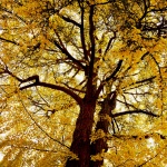 golden tree thumb